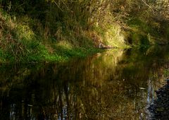 herbstlicher Bachlauf