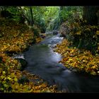 herbstlicher Bachlauf