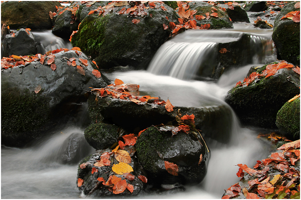 Herbstlicher Bachlauf