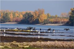 herbstlicher Badespaß am Rheinstrand