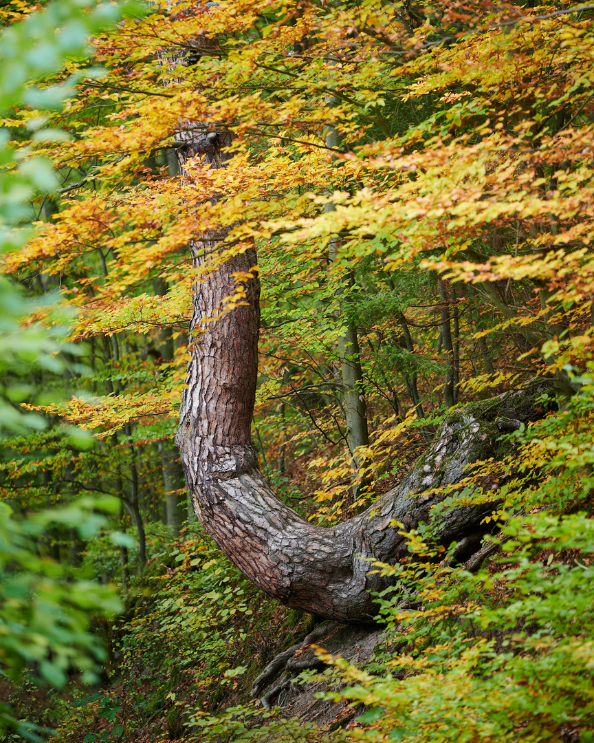 Herbstlicher Baum