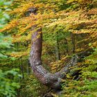 Herbstlicher Baum