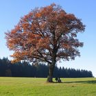 Herbstlicher Baum