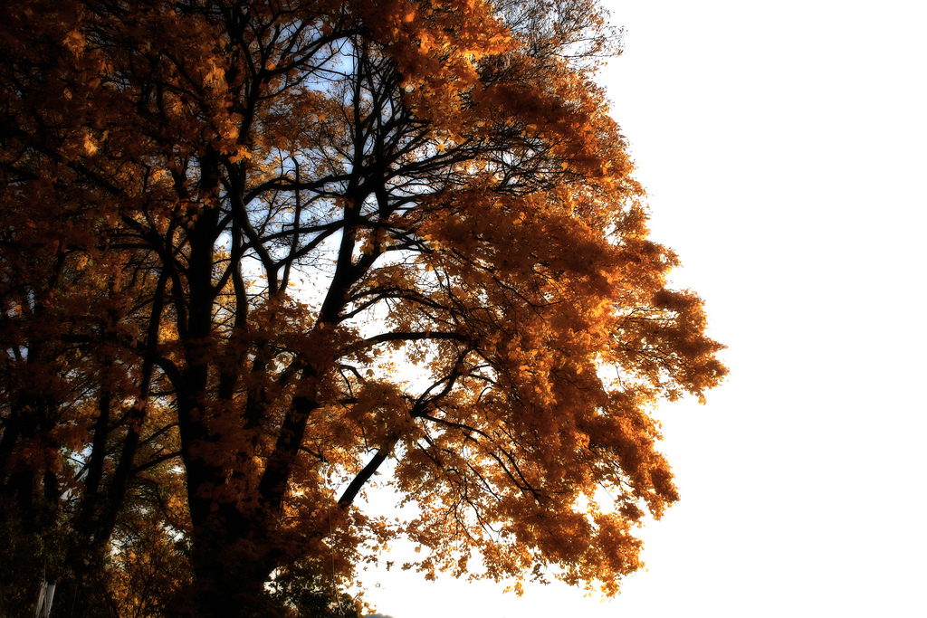 Herbstlicher Baum