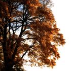 Herbstlicher Baum