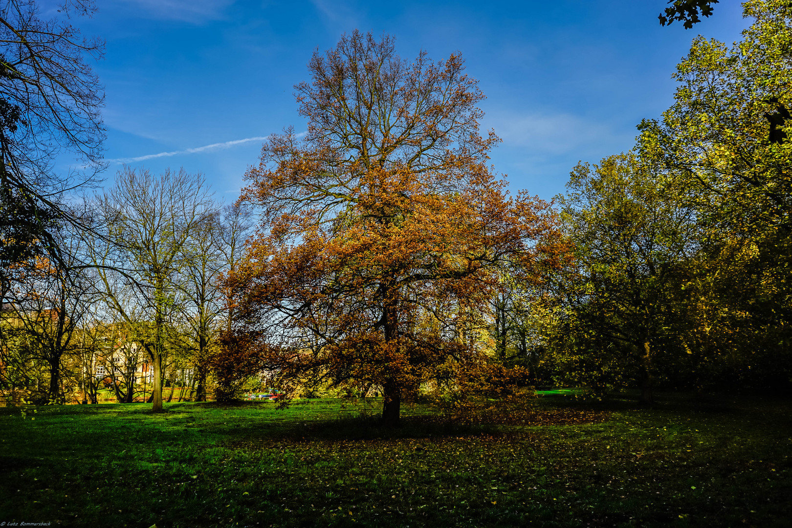 Herbstlicher Baum