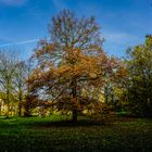 Herbstlicher Baum