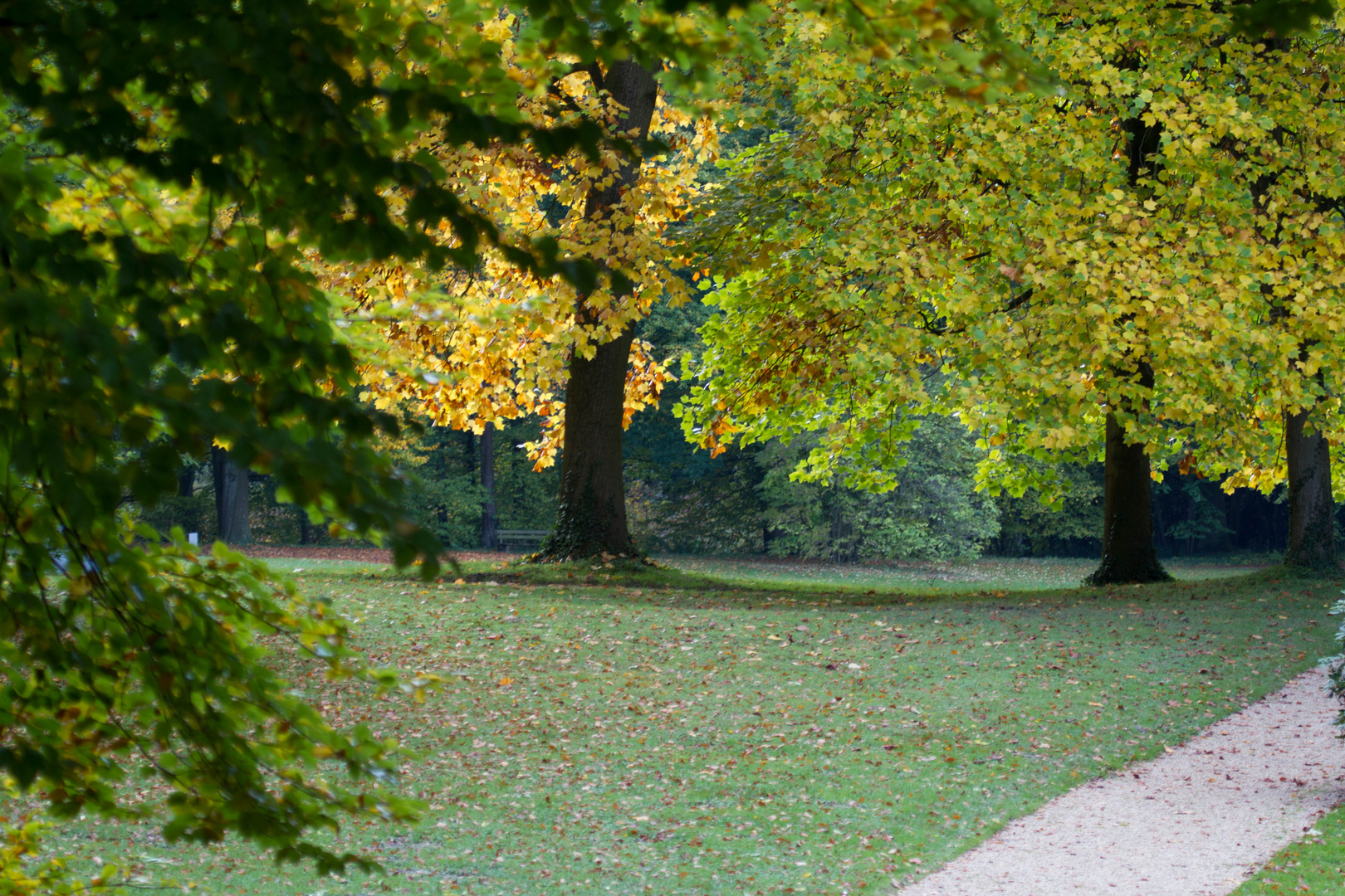 Herbstlicher Baum