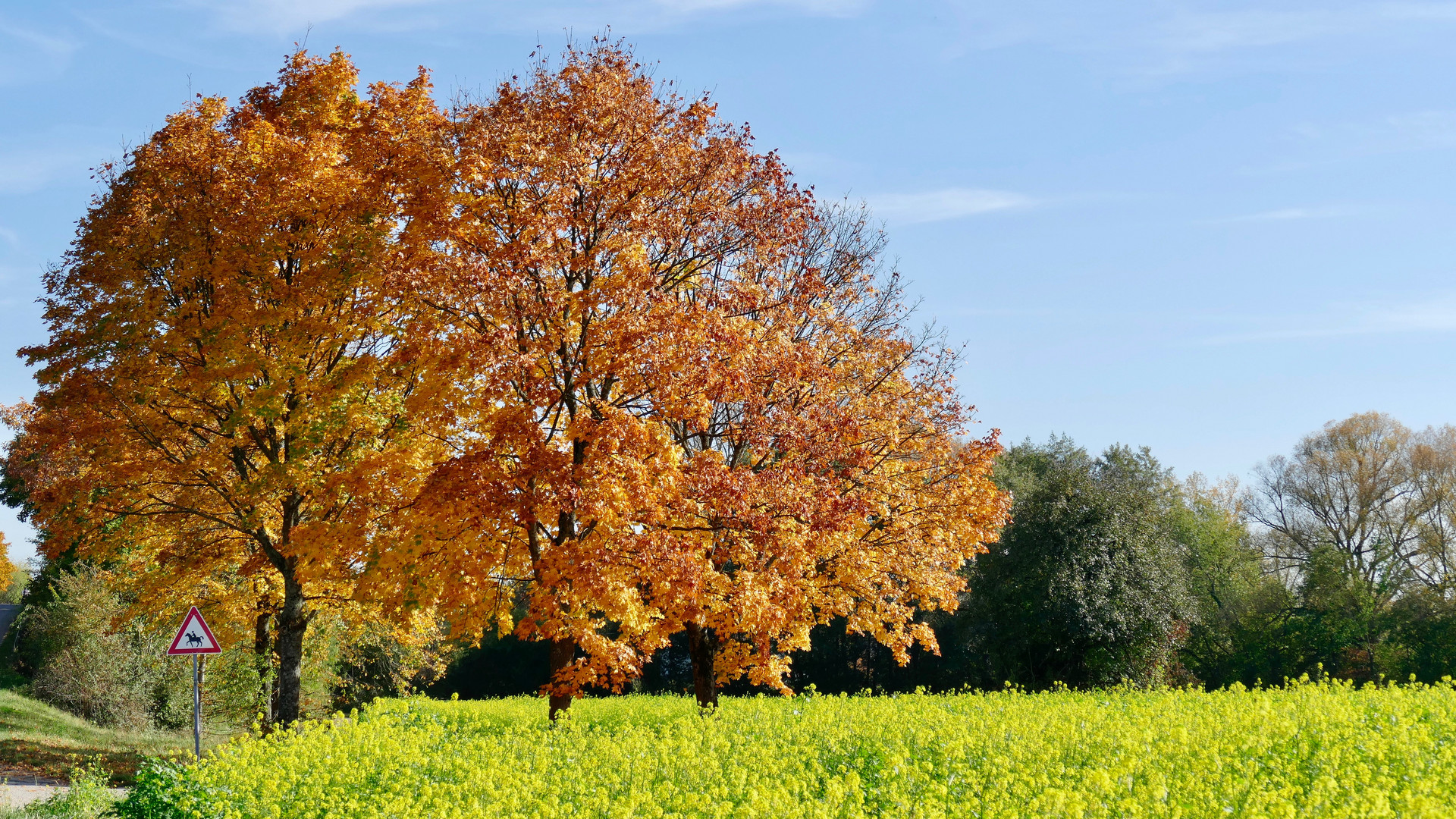 Herbstlicher Baum am Wegesrand