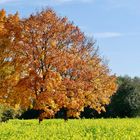 Herbstlicher Baum am Wegesrand