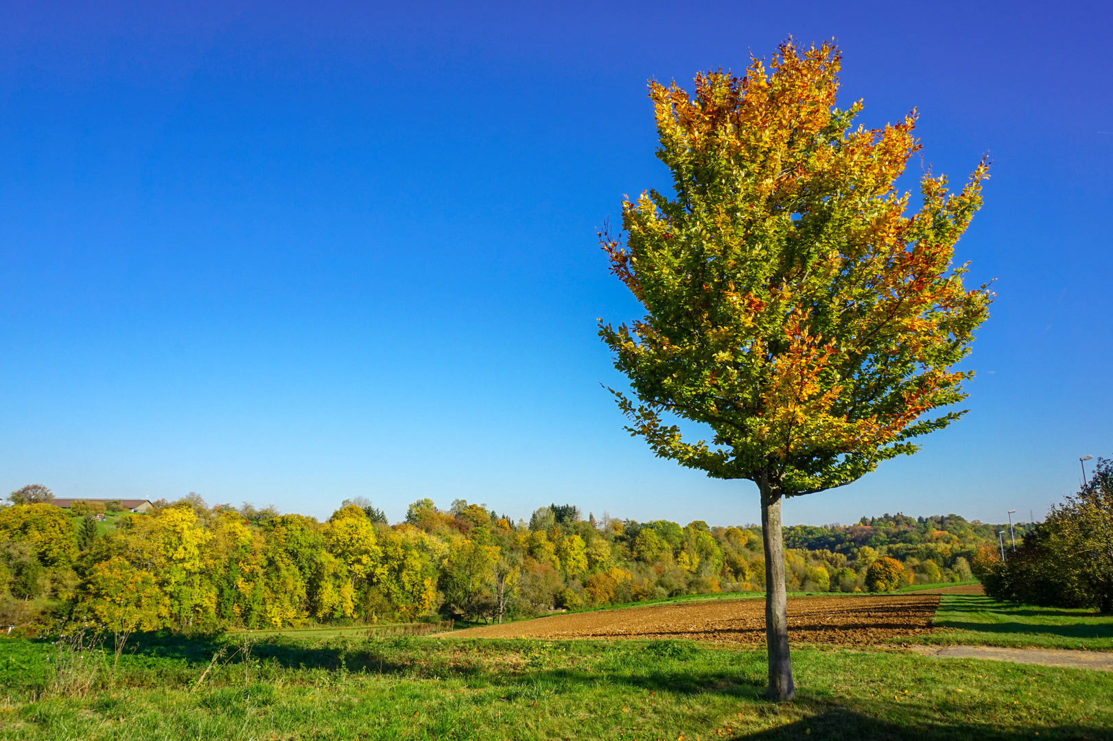 Herbstlicher Baum