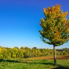 Herbstlicher Baum