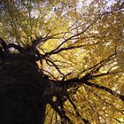 herbstlicher Baum