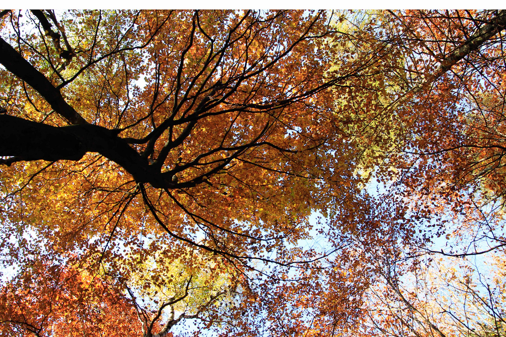 Herbstlicher Baum