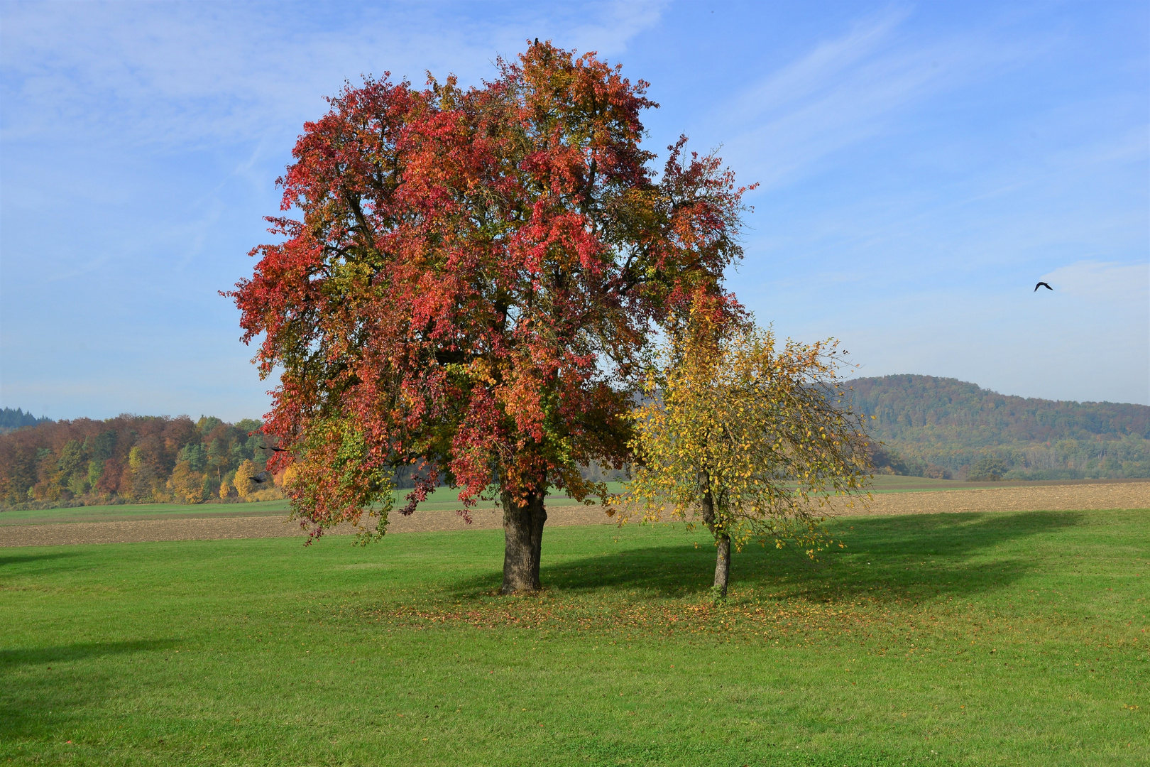 Herbstlicher Baum mit Bäumchen...