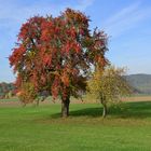 Herbstlicher Baum mit Bäumchen...