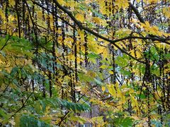 Herbstlicher Baum - Schmuck 