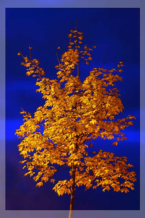 Herbstlicher Baum zur Blauen Stunde