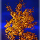 Herbstlicher Baum zur Blauen Stunde