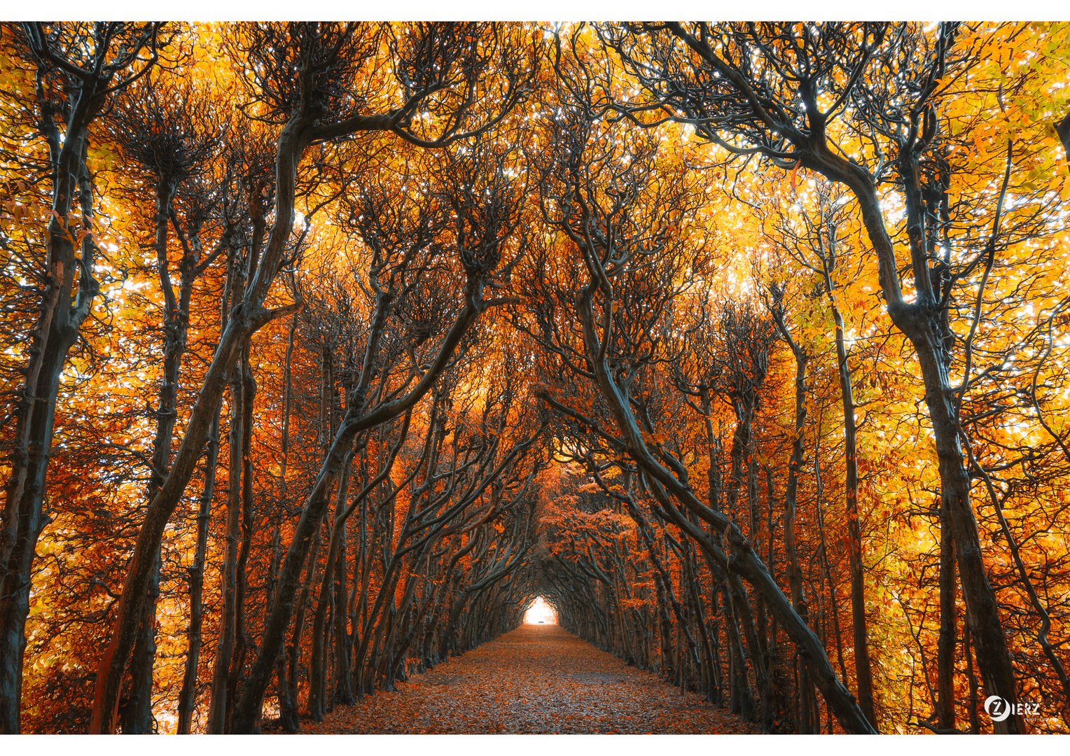 herbstlicher Baumtunnel 