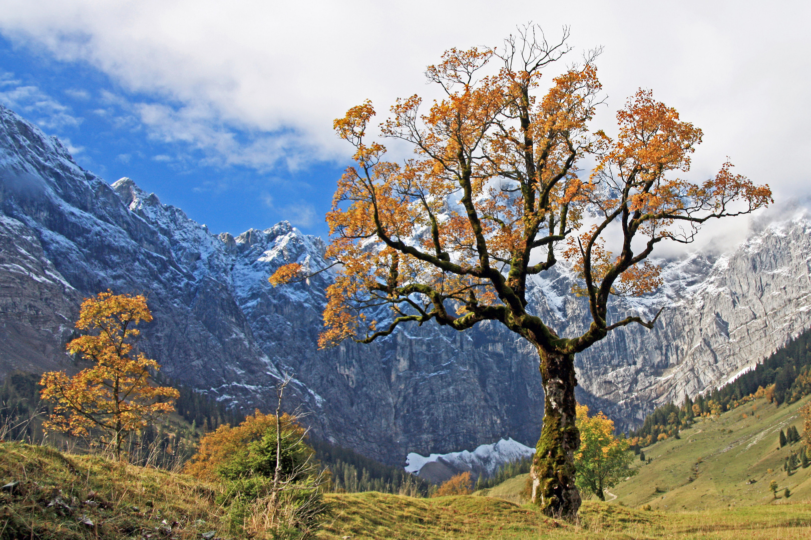 Herbstlicher Bergahorn ...