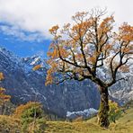 Herbstlicher Bergahorn ...