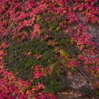 herbstlicher Bergfried - Schlitz/Hessen