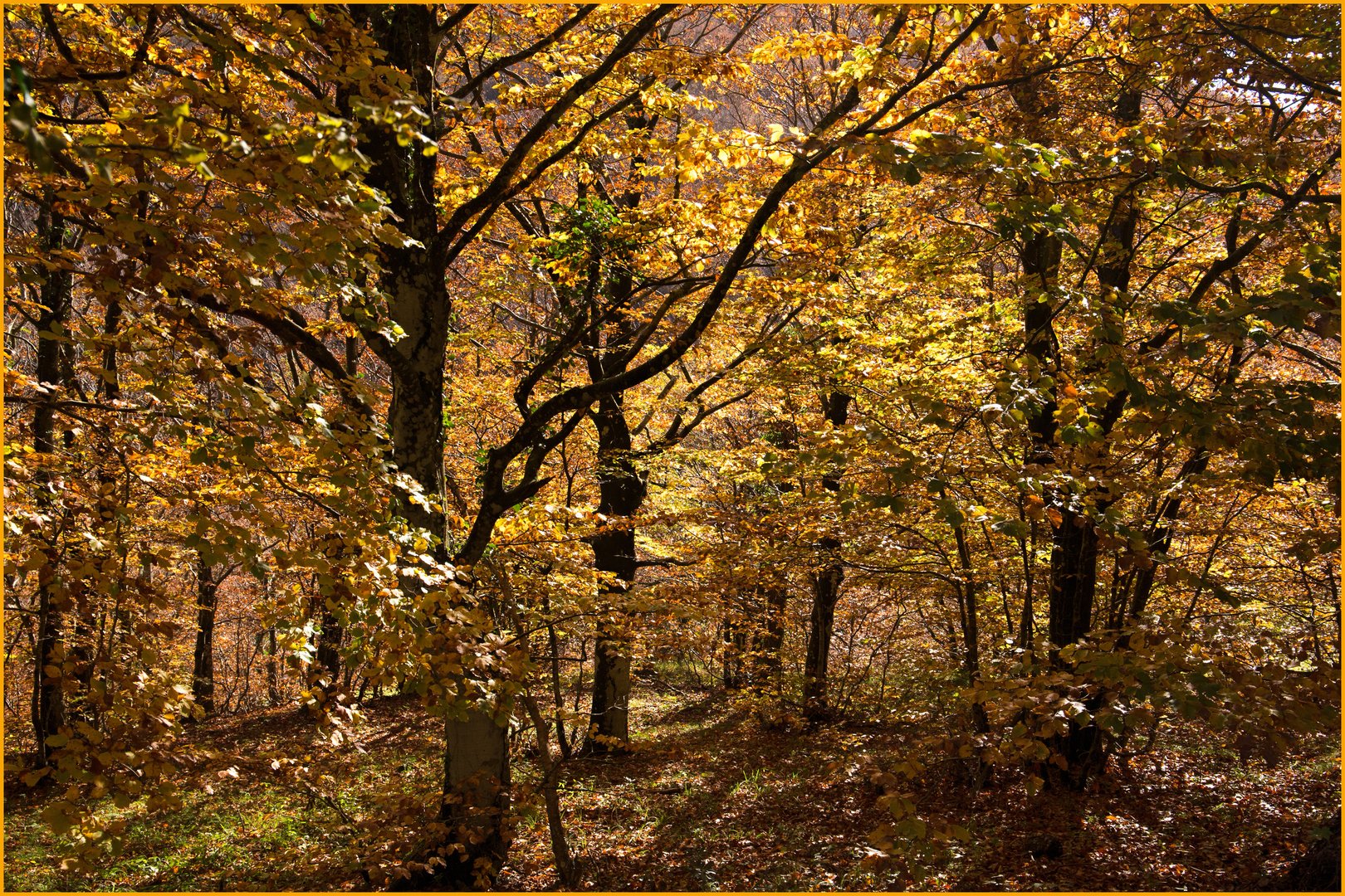 herbstlicher Bergwald  1