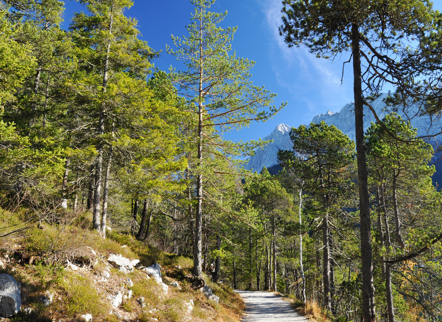 Herbstlicher Bergwald