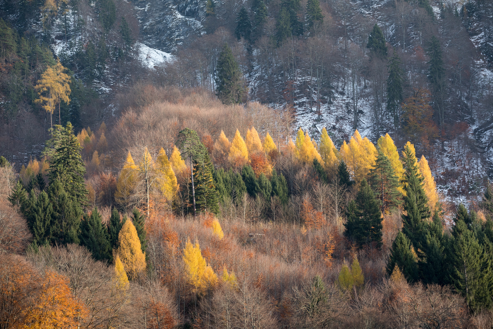 Herbstlicher Bergwald bei Igis, Graubünden