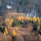 Herbstlicher Bergwald bei Igis, Graubünden