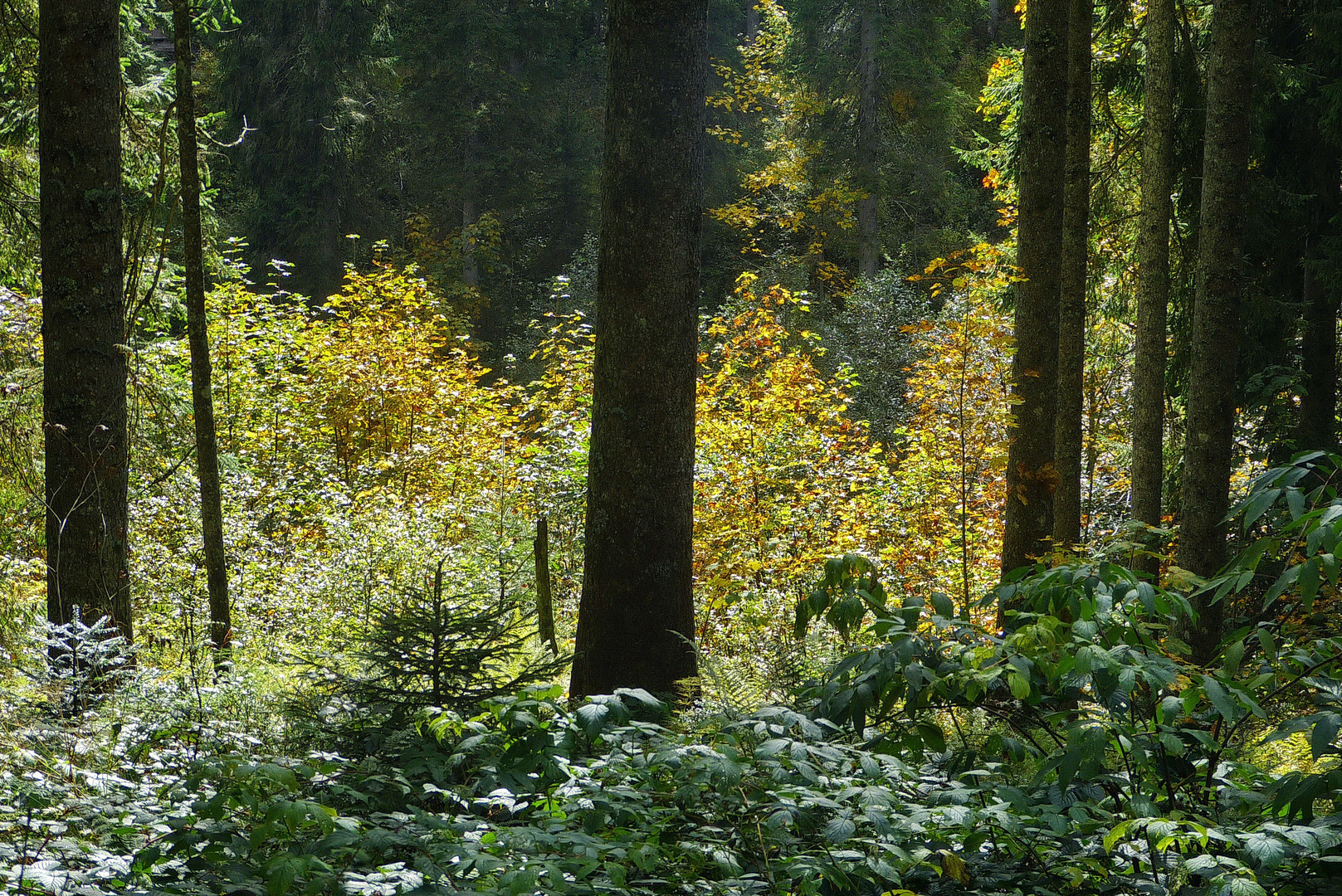 Herbstlicher Bergwald