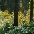 Herbstlicher Bergwald