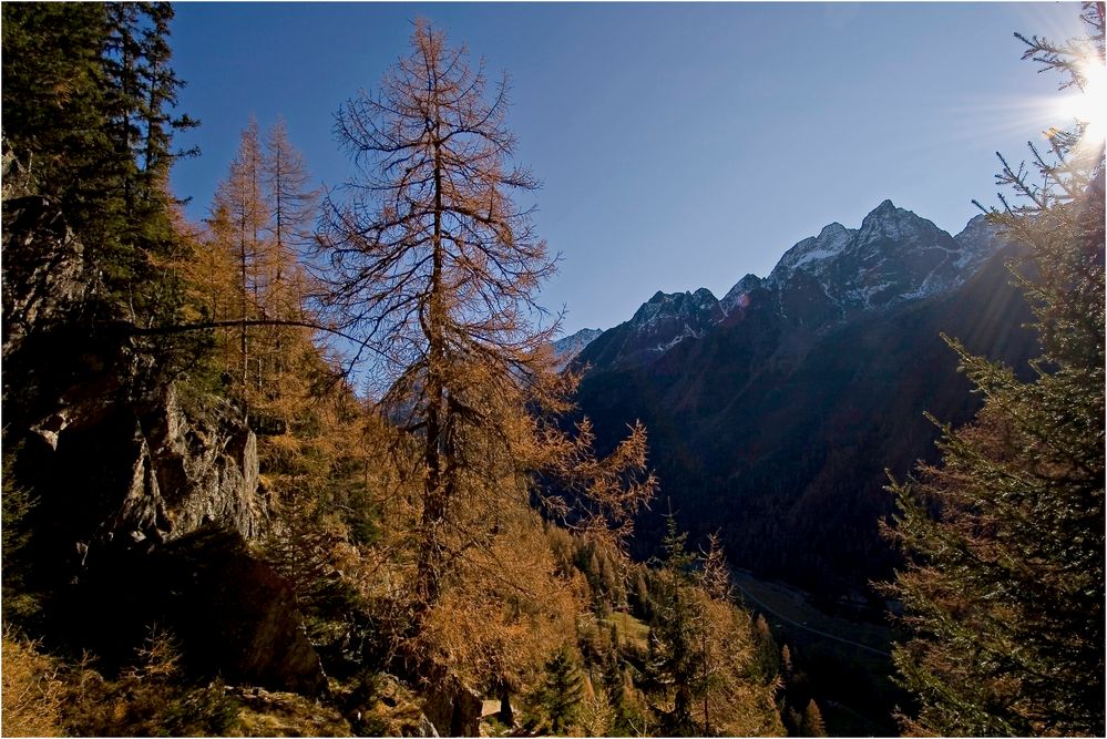 Herbstlicher Bergwald oberhalb von Gries im Sulztal