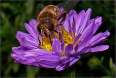 Herbstlicher Besuch (2)