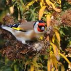 Herbstlicher Besuch im Hausgarten