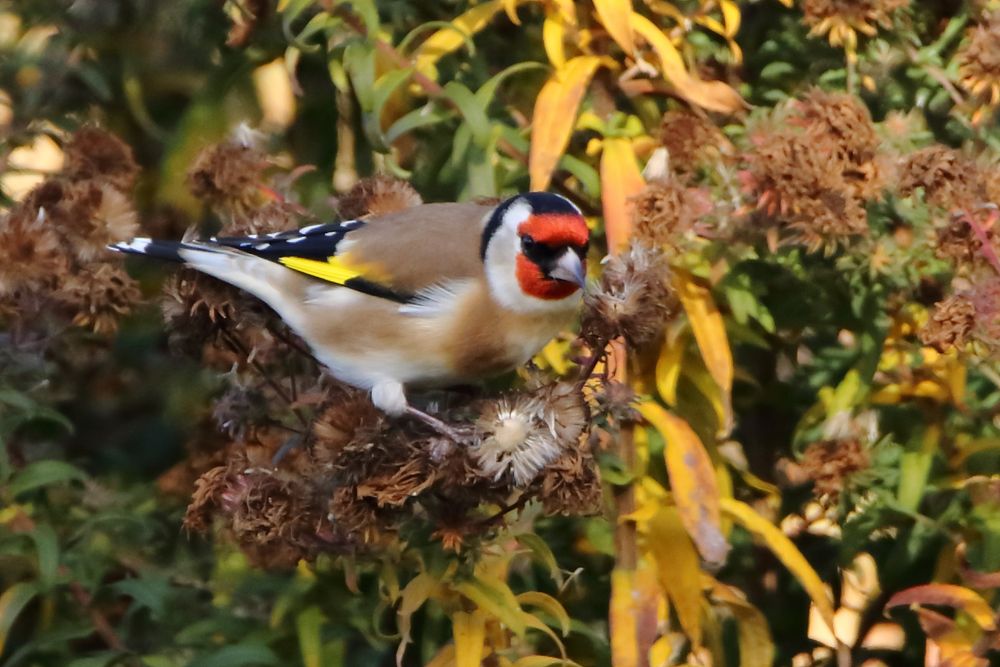 Herbstlicher Besuch im Hausgarten