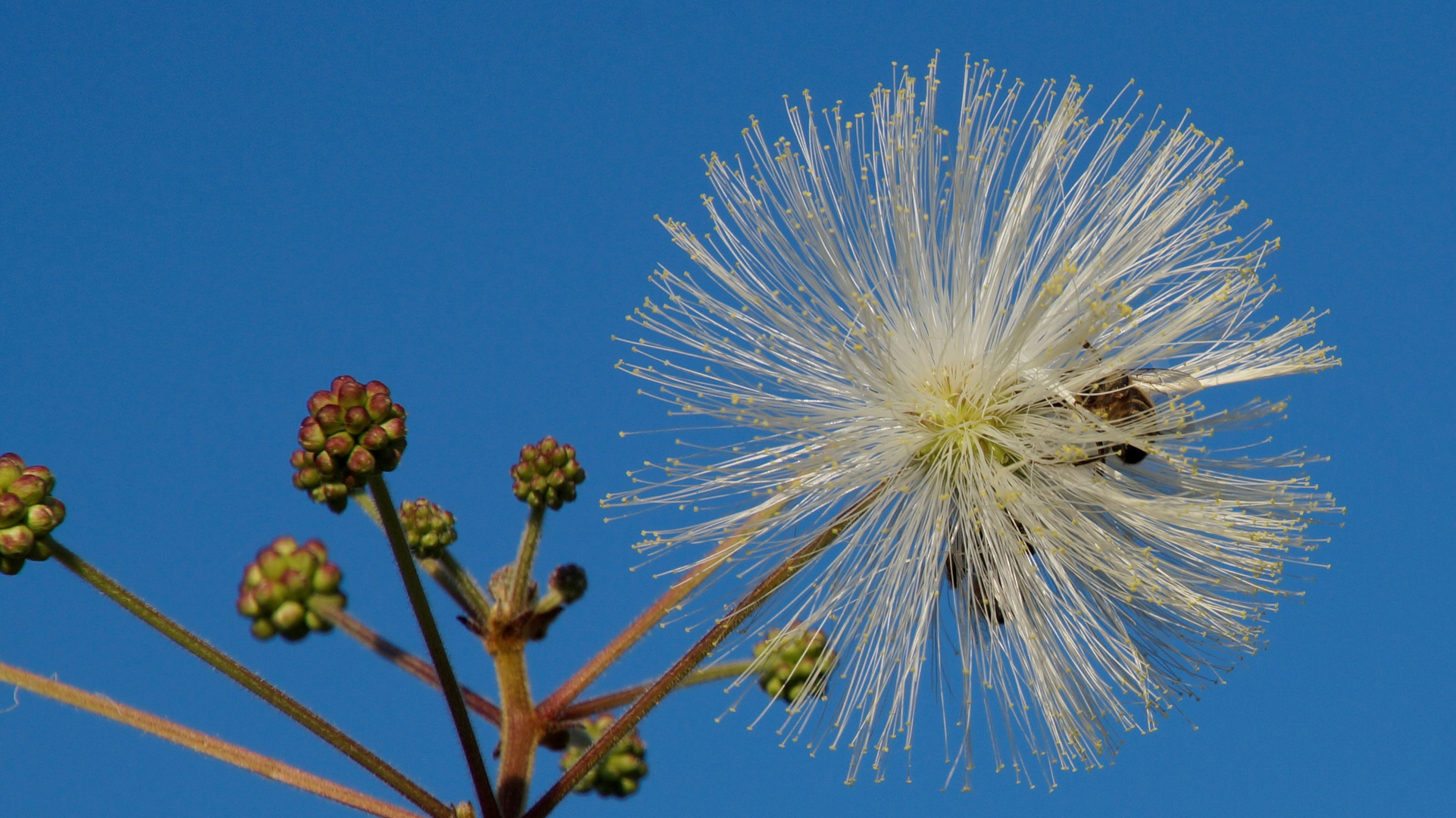 Herbstlicher Bienenflug