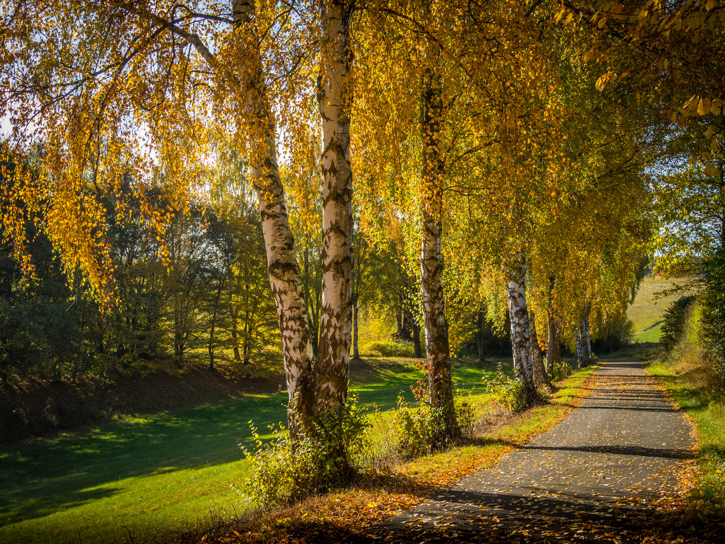 Herbstlicher Birkenweg