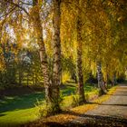 Herbstlicher Birkenweg