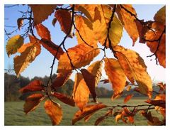 Herbstlicher Blättervorhang