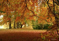 Herbstlicher Blätterwald auf der Mainau