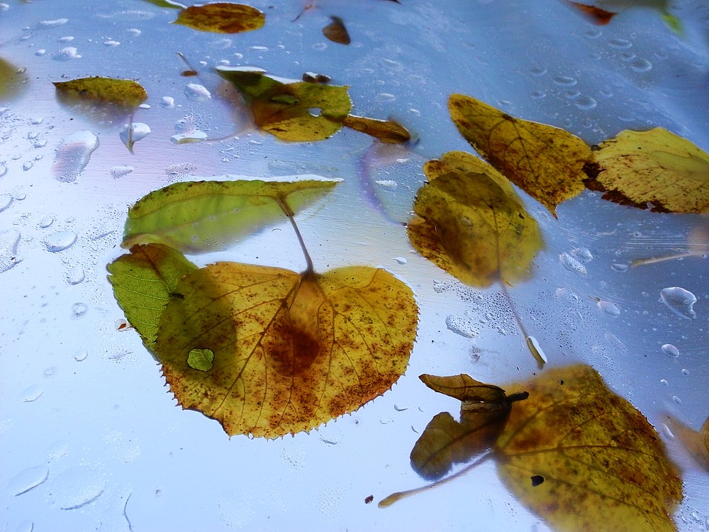 Herbstlicher Blattfall . . .