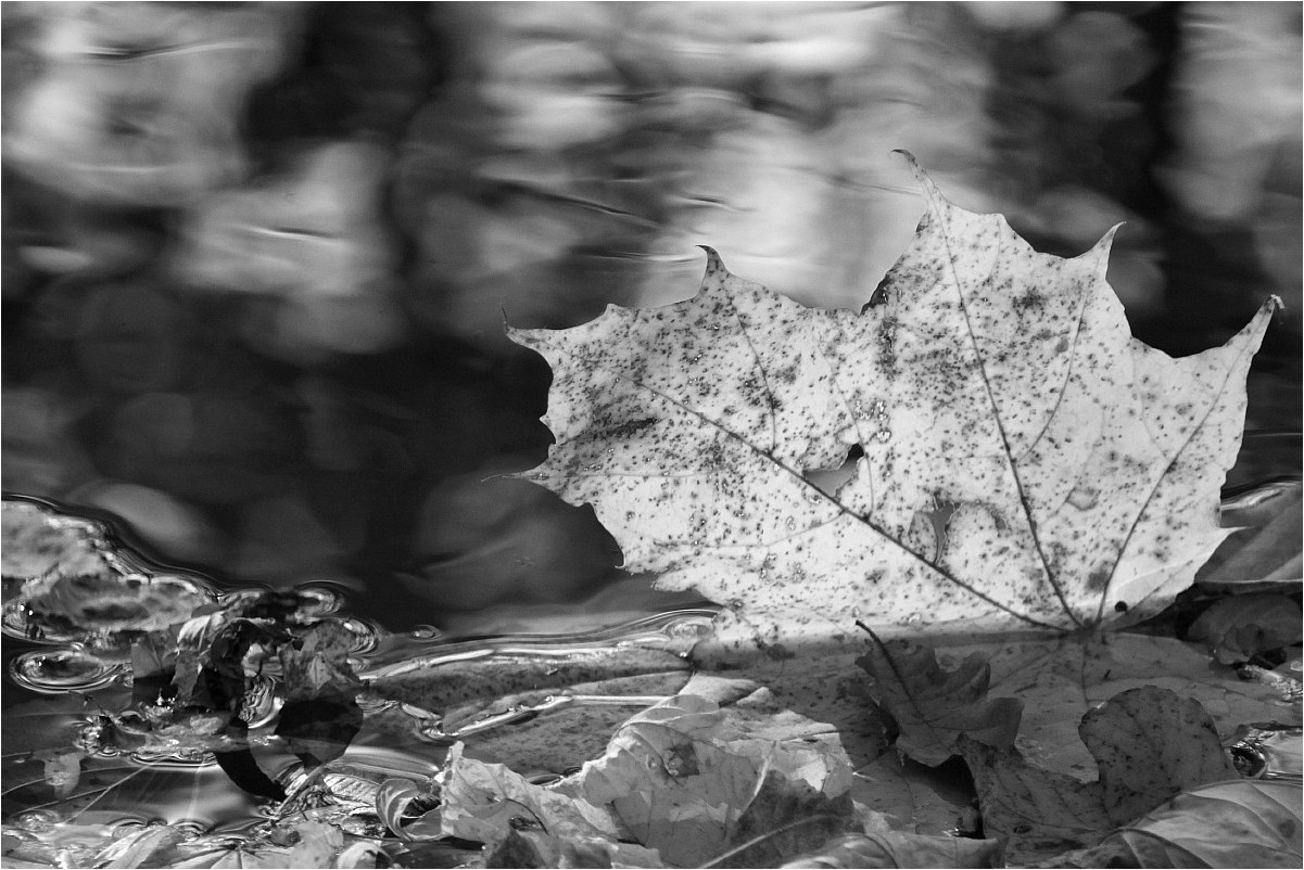 Herbstlicher Blattsalat (2)