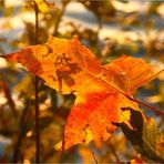 Herbstlicher Blattsalat (5)