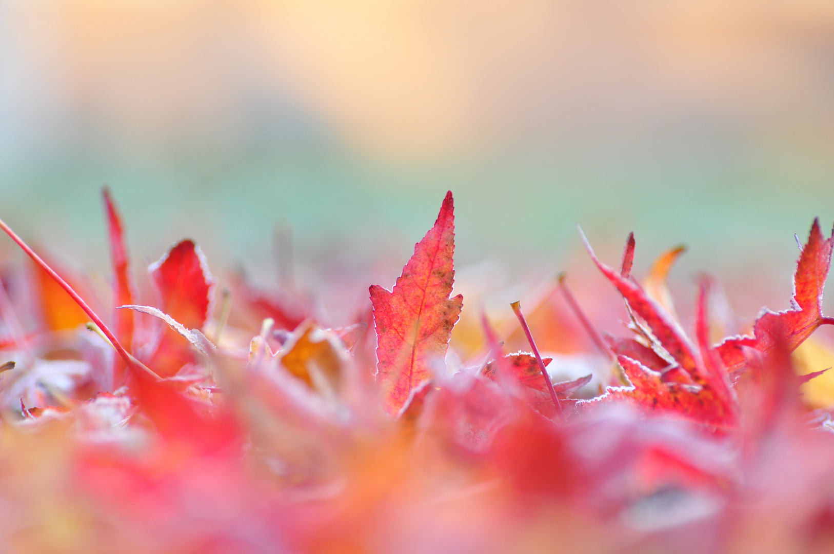 Herbstlicher Blattsalat :-) 