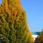 Herbstlicher Blick auf das Kasseler Staatstheater