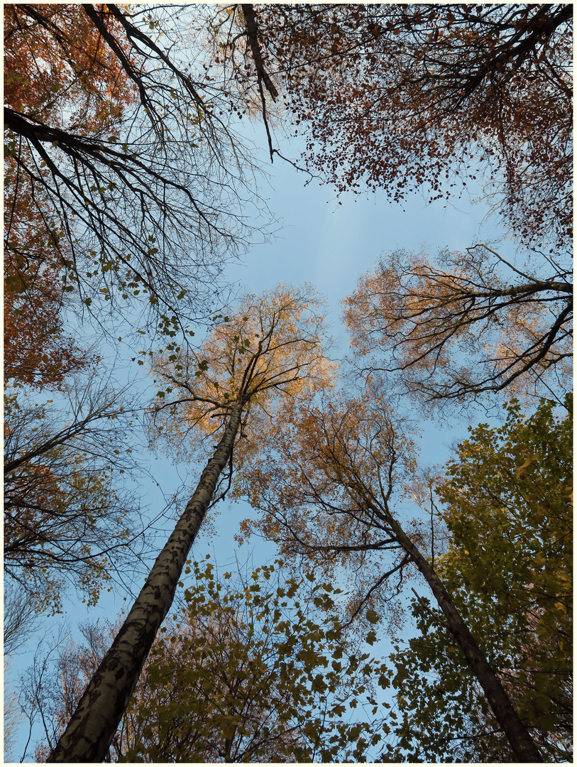 Herbstlicher Blick nach oben