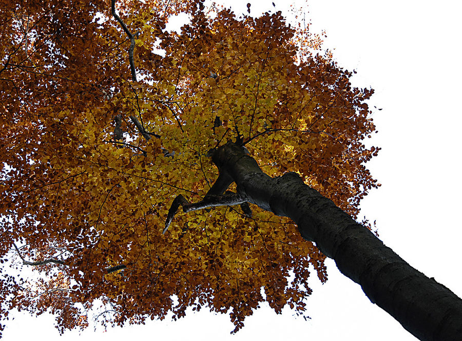 Herbstlicher Blick nach oben