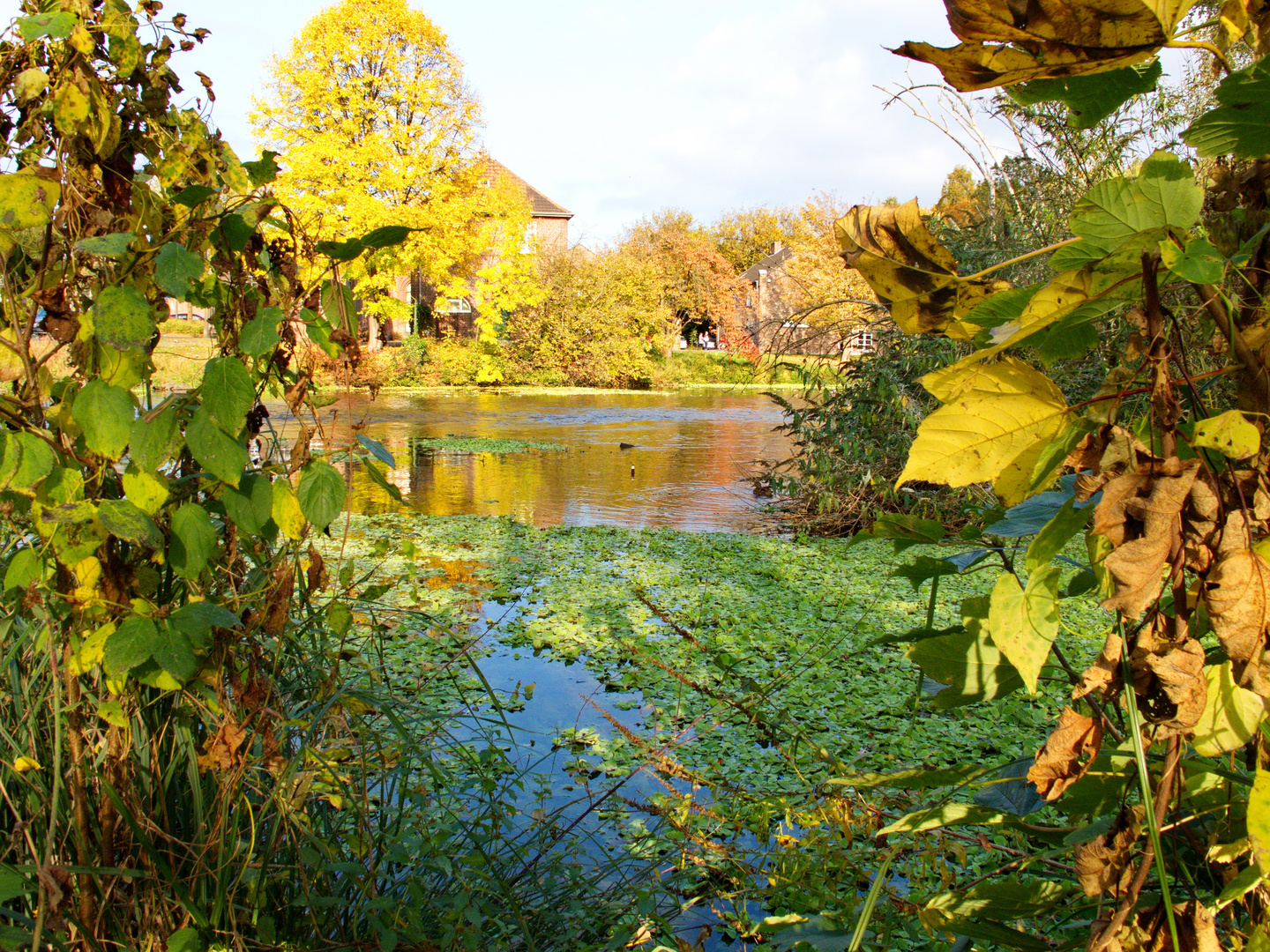 Herbstlicher Blick über die Erft bei Grevenbroich